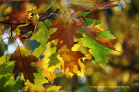 #Herbstfarben #Natur #GoldenerOktober #Fotografie